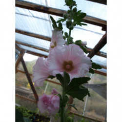 malva real