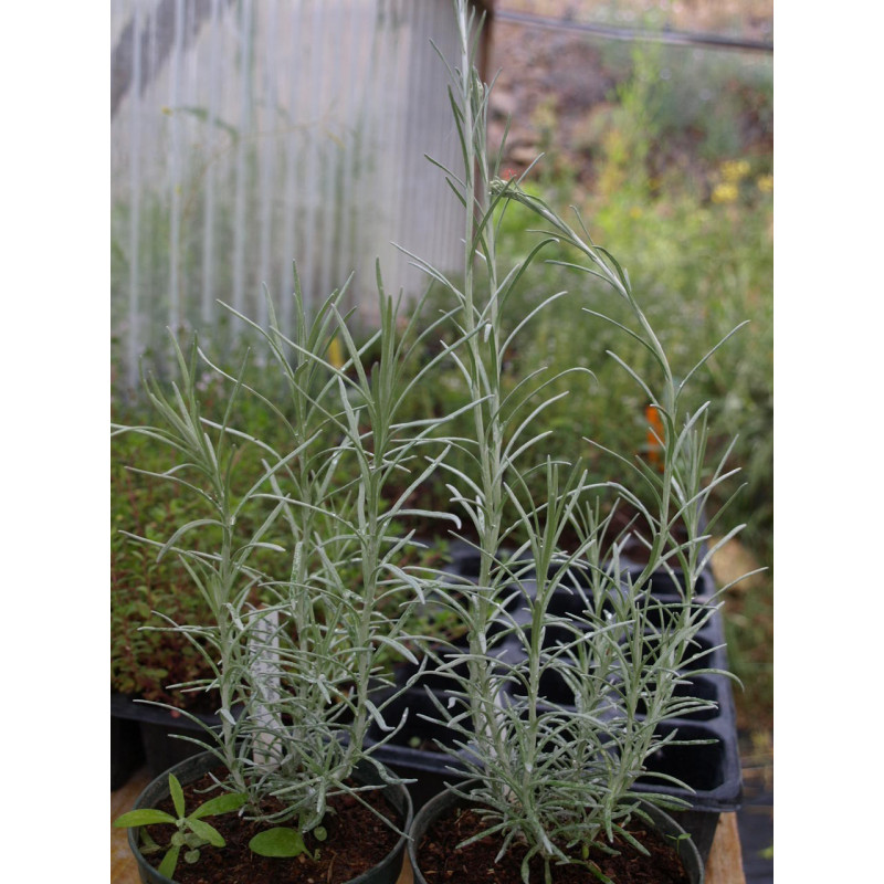 helichrysum triaschanicum
