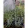 helichrysum triaschanicum