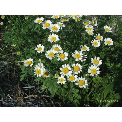 matricaria