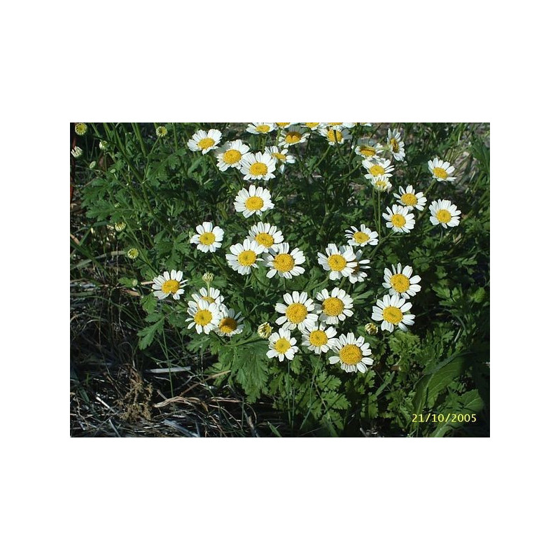 matricaria