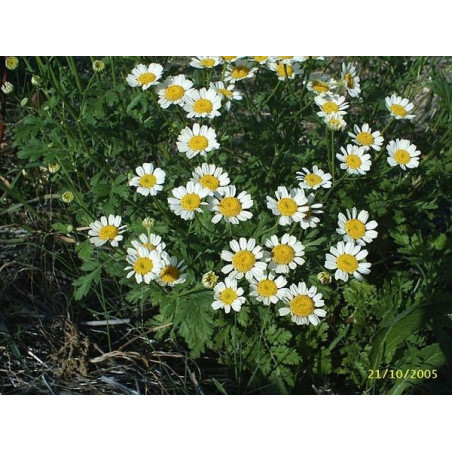 matricaria