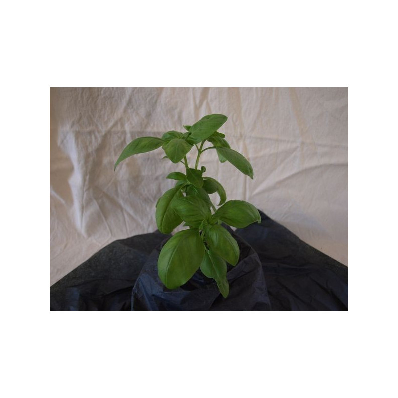 albahaca genovesa italiana