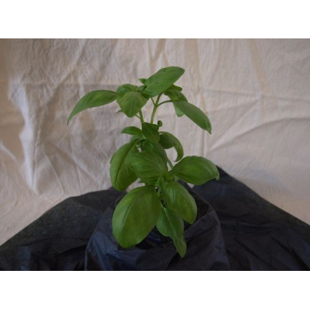 albahaca genovesa italiana