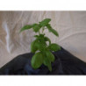 albahaca genovesa italiana