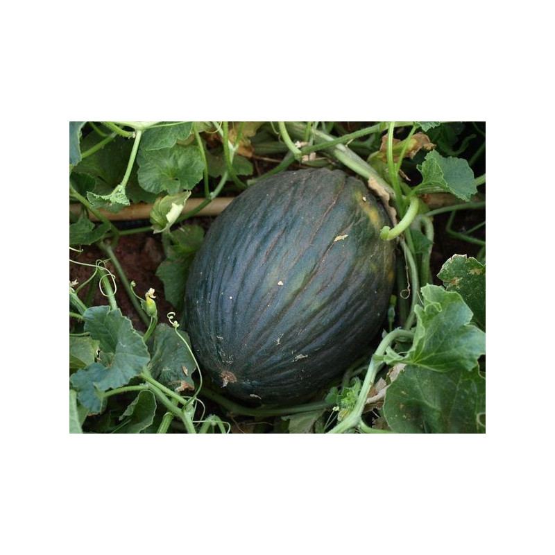 melon de sierra yegua