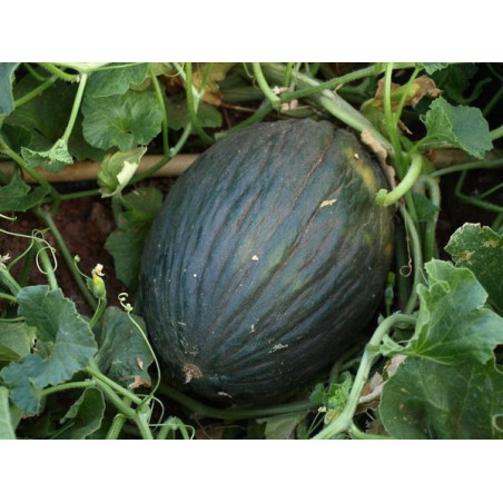 melon de sierra yegua