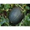 melon de sierra yegua