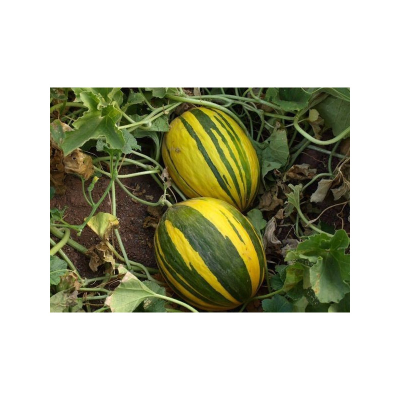melon lista verde amarillo