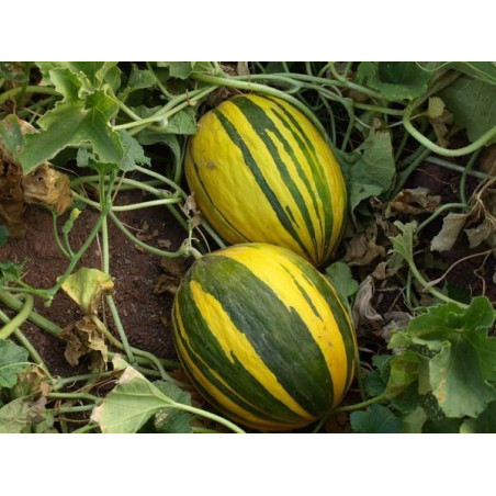 melon lista verde amarillo