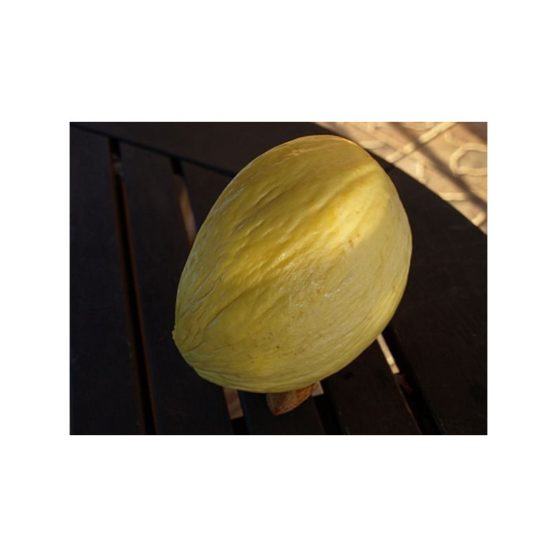 melon oro amarillo