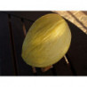 melon oro amarillo