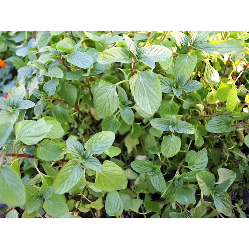 menta albahaca