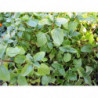 menta albahaca