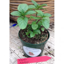 menta albahaca