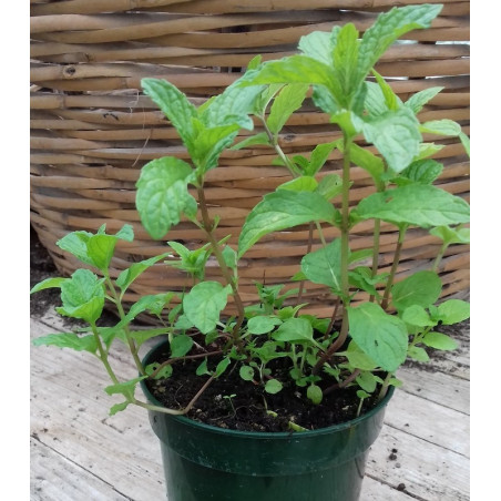 menta china