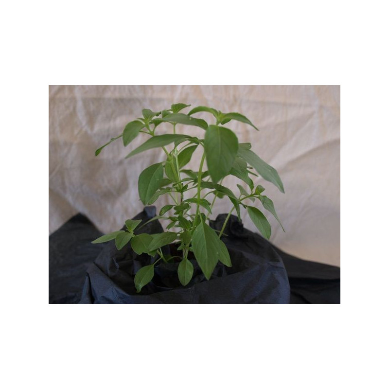 albahaca limn