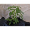 albahaca limn
