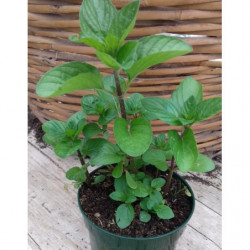 menta de croacia krasnodar