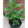 menta de croacia krasnodar