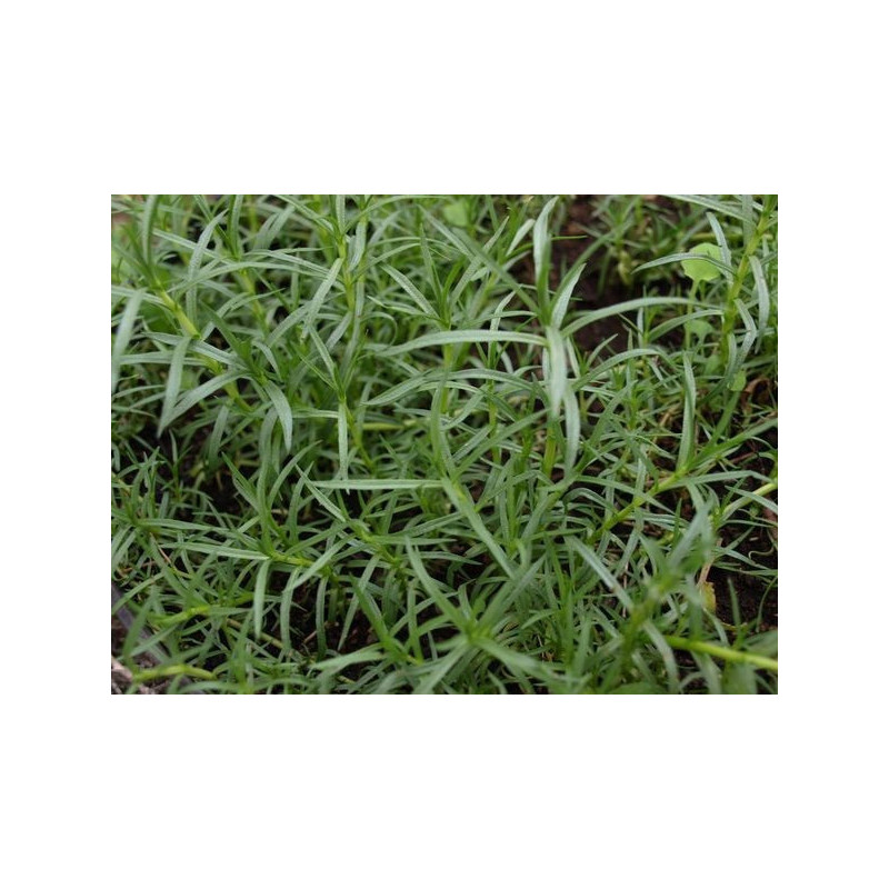 menta de cuerno de ciervo