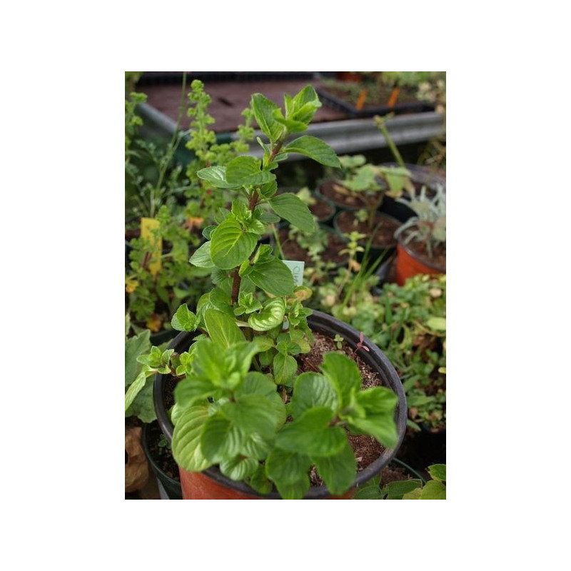 menta de los cartujos chartureux
