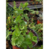 menta de los cartujos chartureux