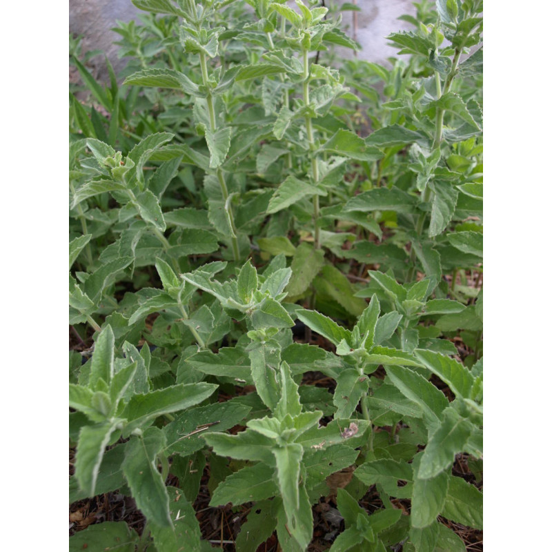 menta del japon