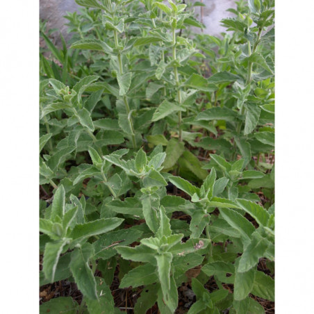menta del japon
