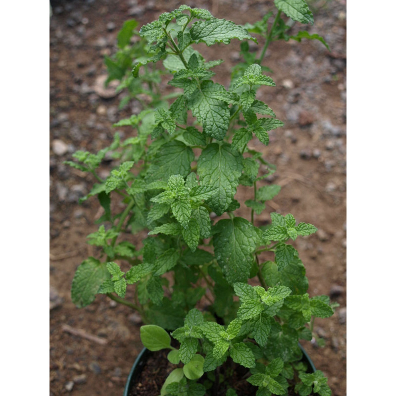 menta fresa