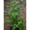 menta fresa