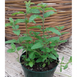 menta fresa