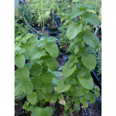 menta italiana