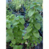 menta italiana
