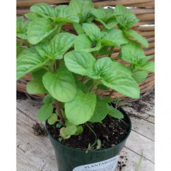 menta italiana