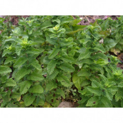 menta moruna