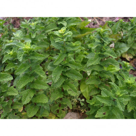 menta moruna