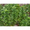 menta moruna