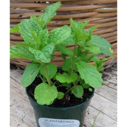 menta moruna