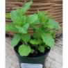 menta moruna