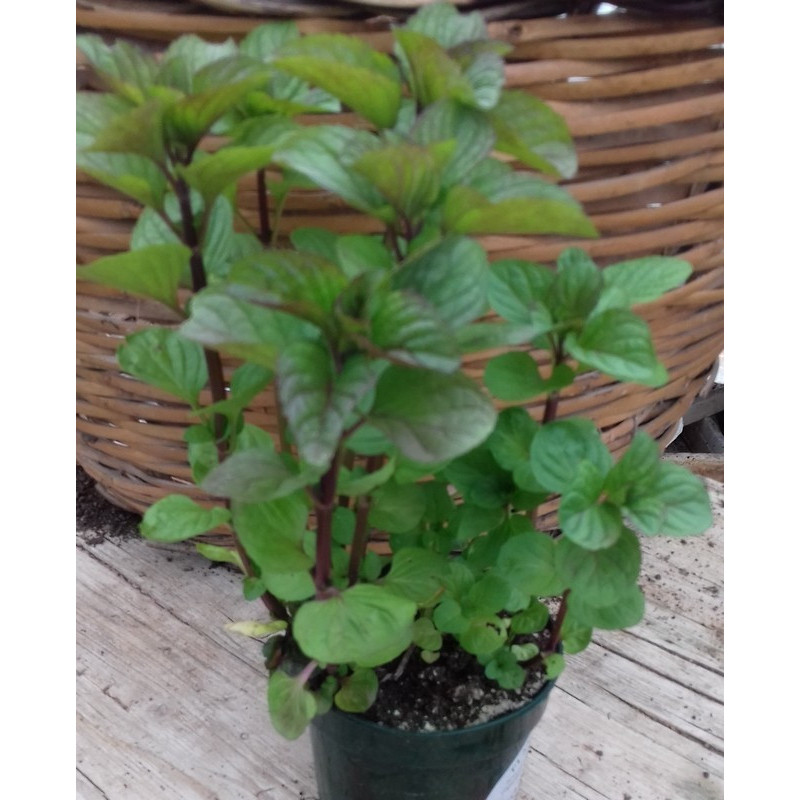 Maceta de Menta Naranja