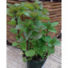 Maceta de Menta Naranja