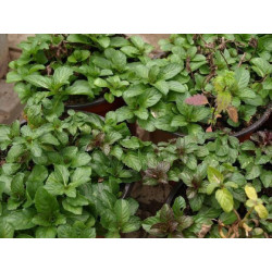 menta piperita