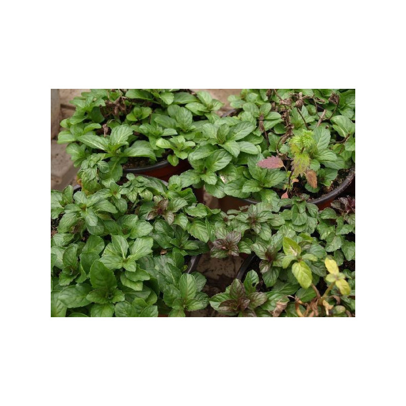 menta piperita