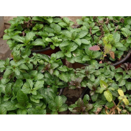 menta piperita
