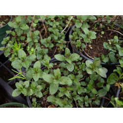menta piperita chocolate