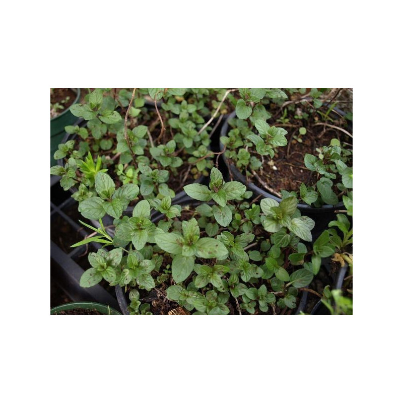 menta piperita chocolate