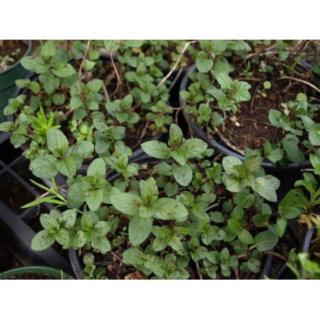 menta piperita chocolate