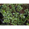 menta piperita chocolate