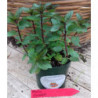 menta piperita chocolate